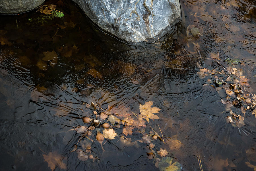 Dark Freeze - Autumn Leaves Frozen Under the Ice Photograph by Georgia Mizuleva