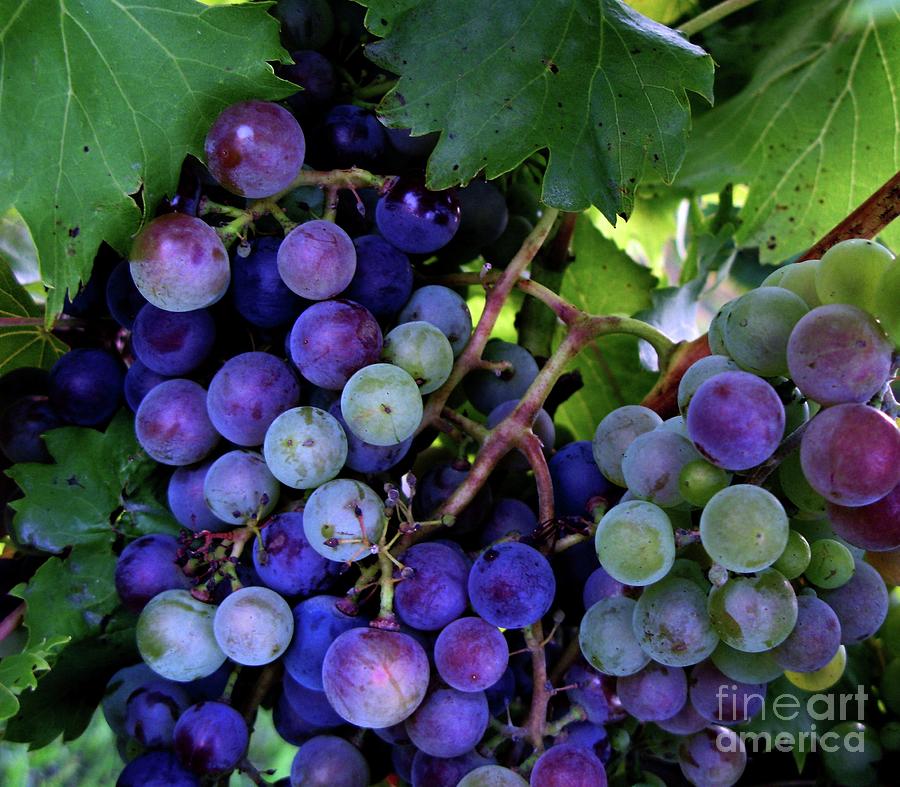 Dark Grapes Photograph by Carol Sweetwood