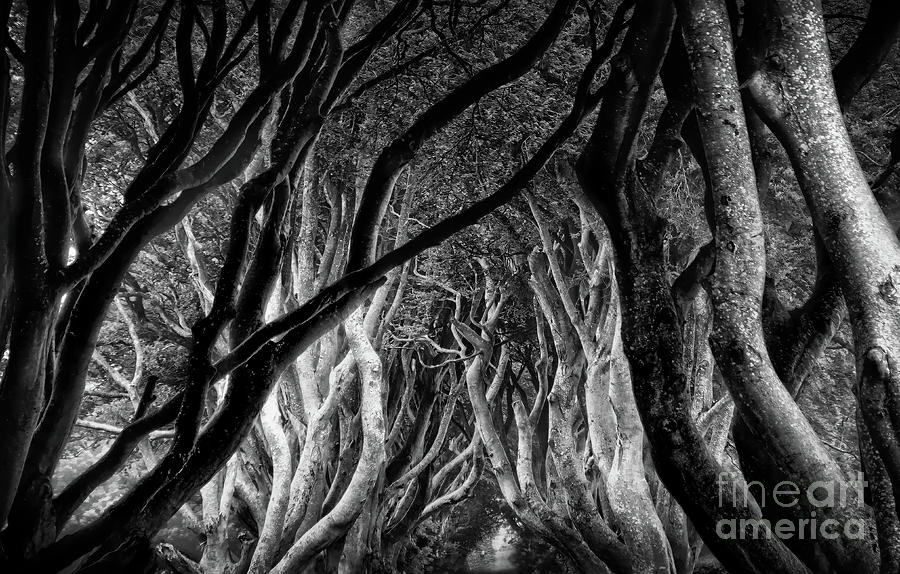 Dark Hedges Kings Road Photograph by Norma Warden