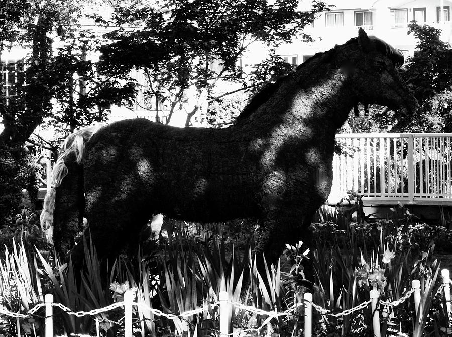 Dark Horse Photograph by Brian Sereda