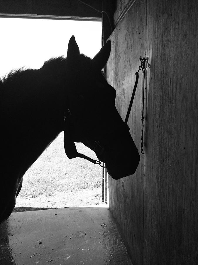 Dark Horse Photograph by Joseph Caban