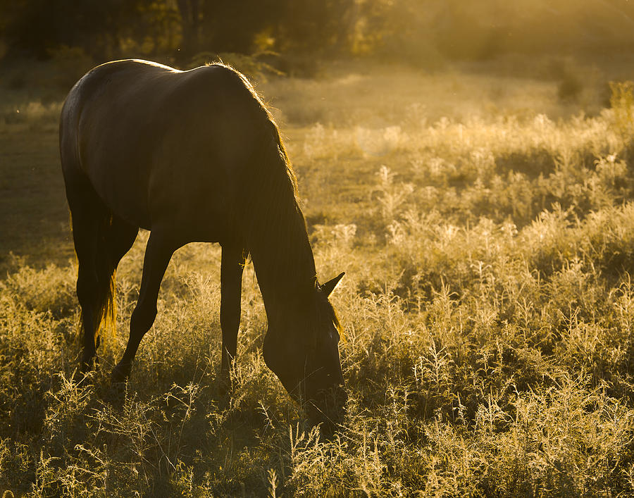 Dark Horse Photograph by Ron  McGinnis