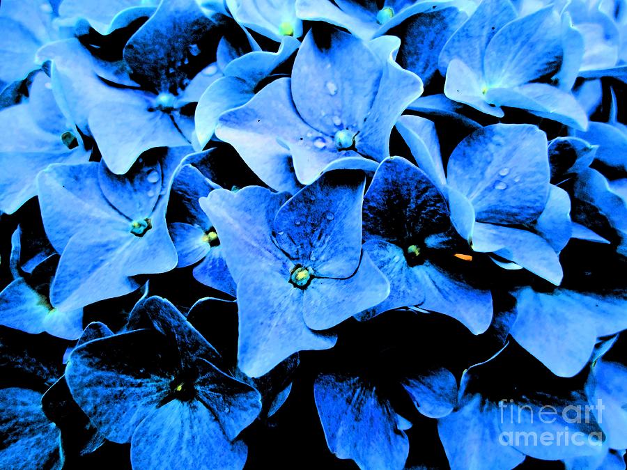 Dark Hydrangea Photograph by Tracy Long - Pixels