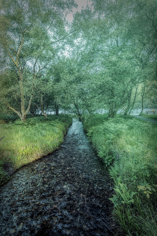 Dark Irish Stream in Misty Greens Photograph by Debra and Dave Vanderlaan