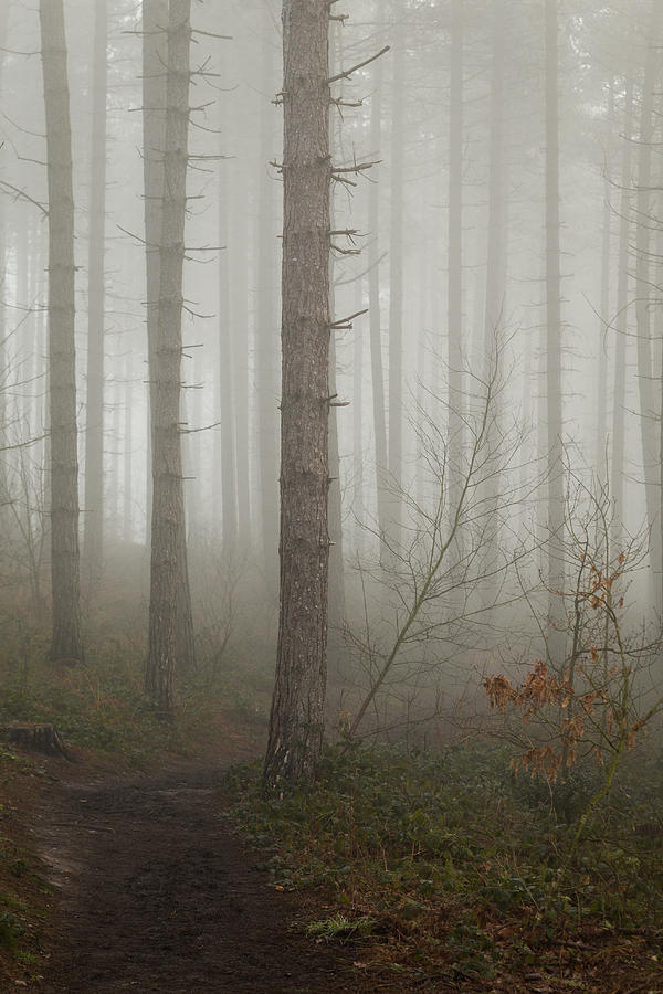 Dark Journey Photograph by Chris Dale - Fine Art America