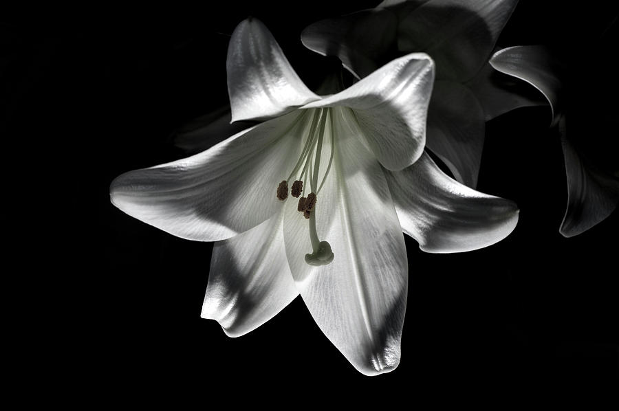 Nature Photograph - Dark Lilly by Ian Thompson