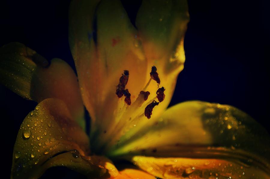 Dark lily Photograph by DIANA Orey - Fine Art America