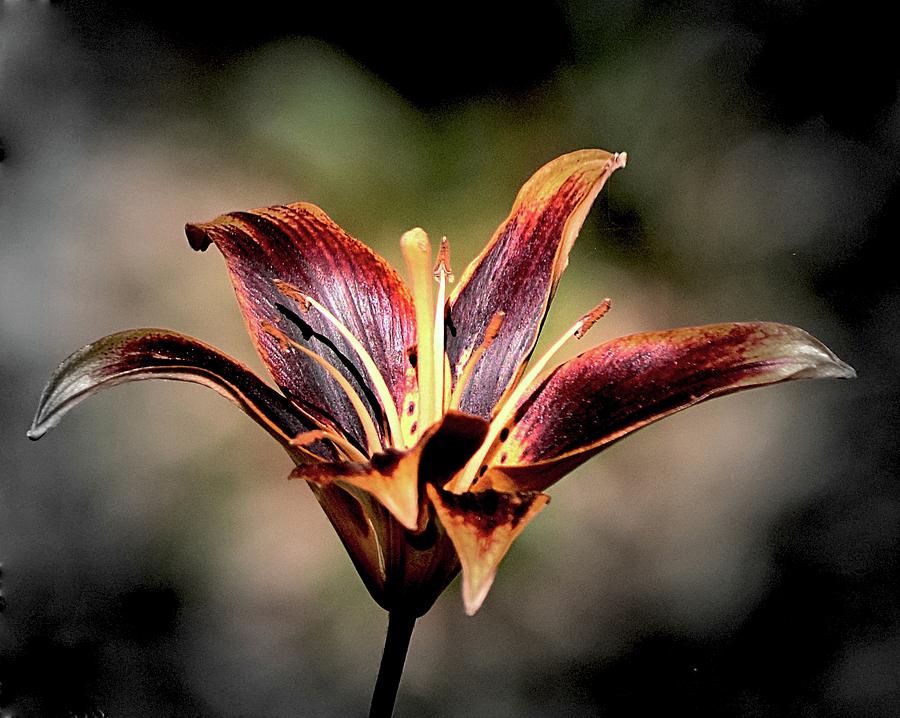 Dark Lily Photograph by Sheri McLeroy