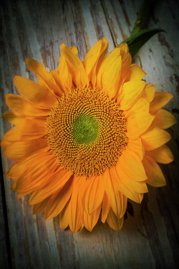 Dark Moody Sunflower Photograph by Garry Gay