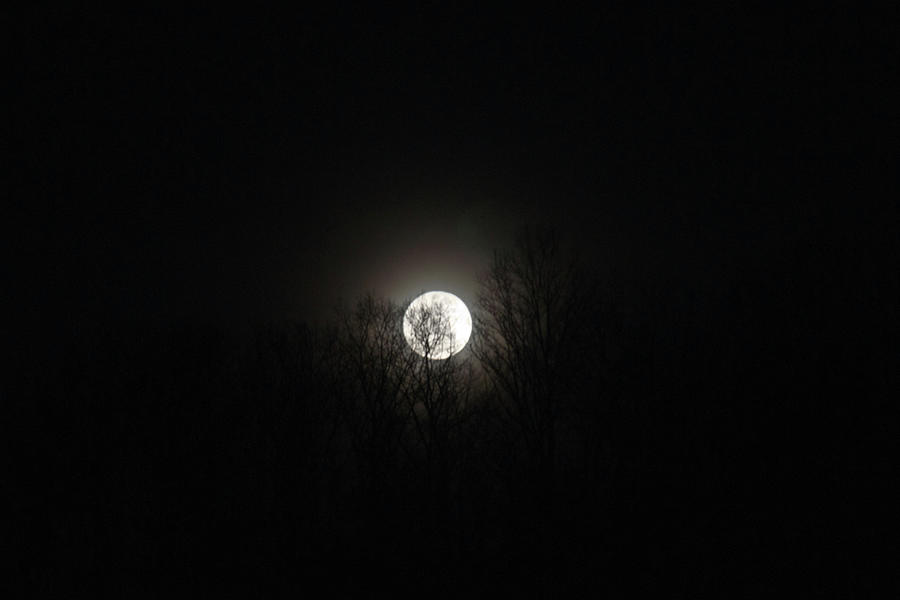 Tree Photograph - Dark Moon by Douglas Barnett