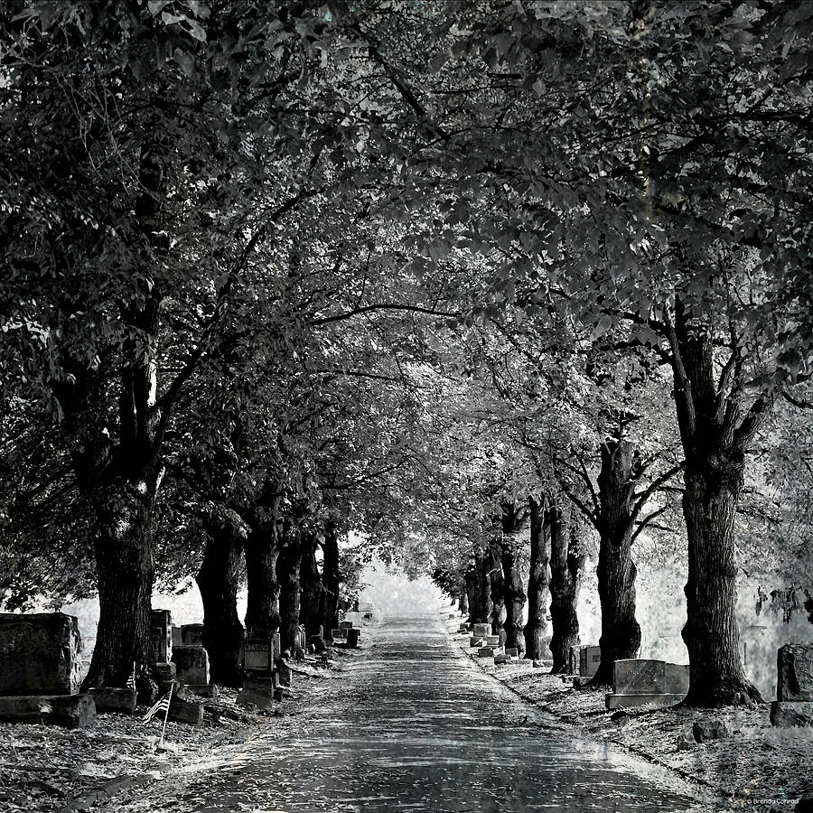 Tree Photograph - Dark Path by Dark Whimsy