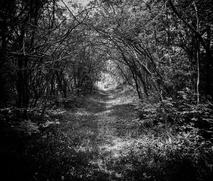 Dark Path Photograph