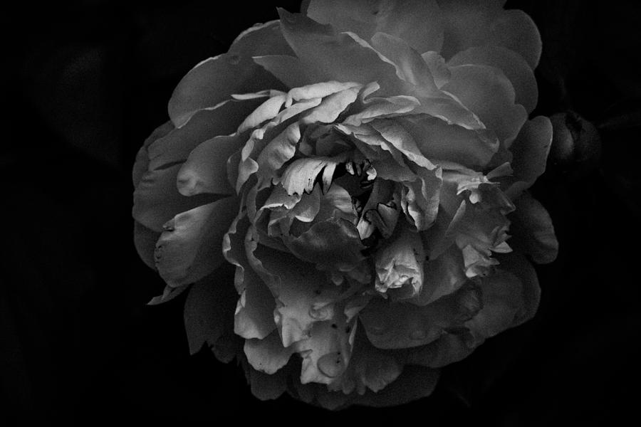 Flower Photograph - Dark Peony #2 by Kimber Lee