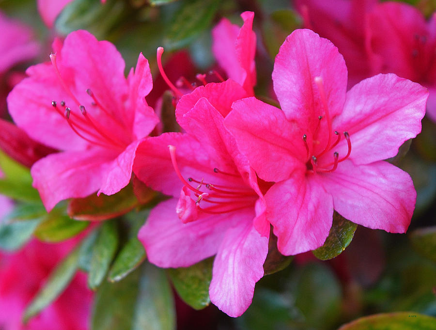 Dark Pink Azalea Flowers 1 Photograph by Geraldine Cote