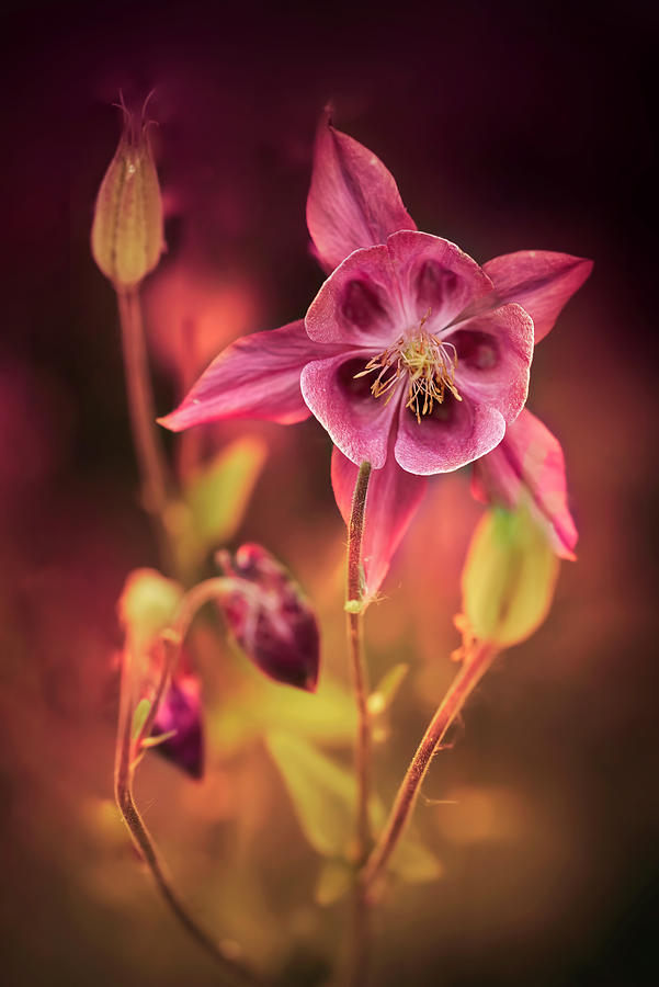 Dark Pink Columbine flowers  Photograph by Jaroslaw Blaminsky