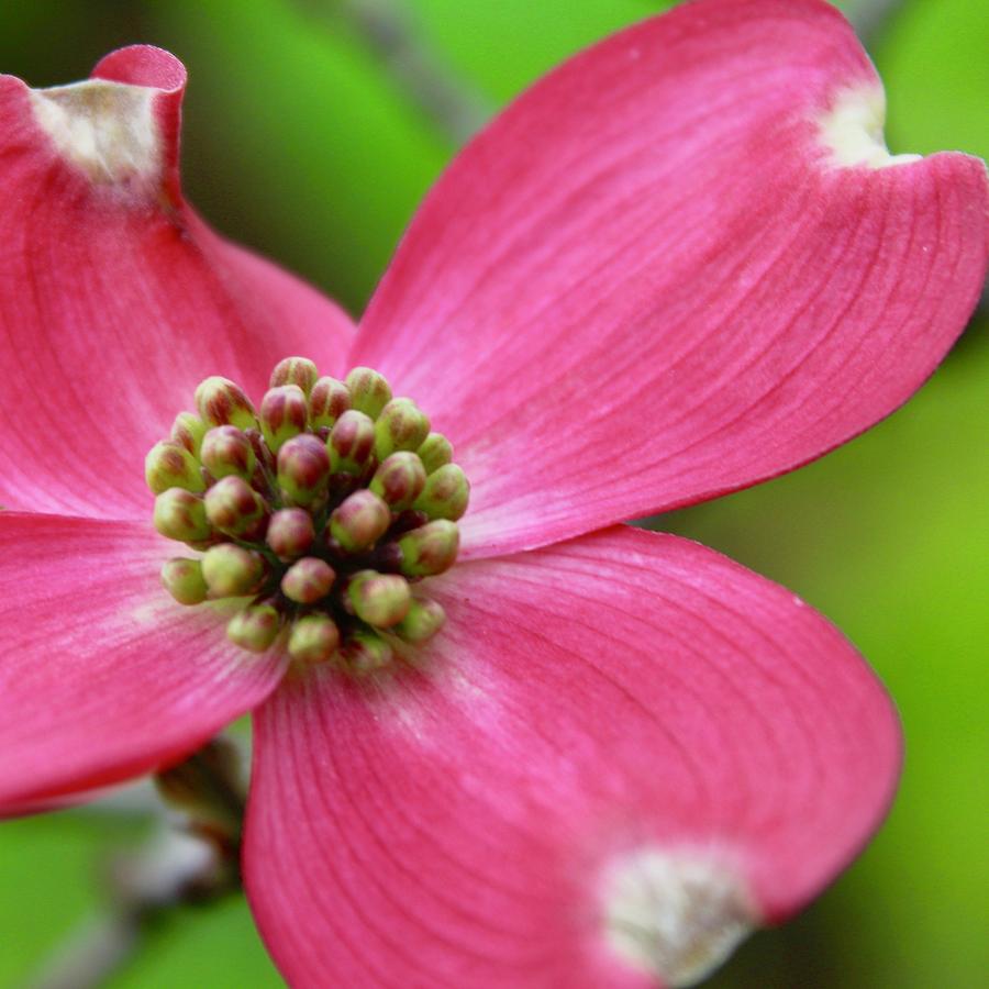Dark Pink Dogwood Bloom Photograph by M E