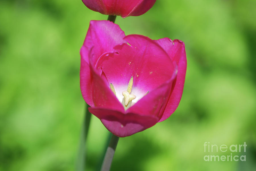 Dark Pink Flowering Tulip Flower Blossom Photograph by DejaVu Designs