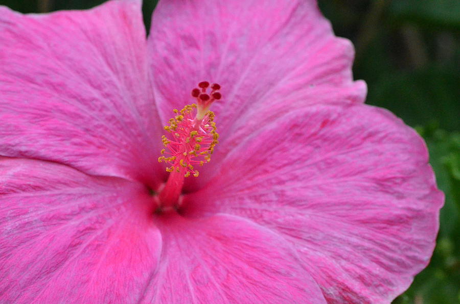 Dark Pink Hibiscus 1 Photograph by Amy Fose