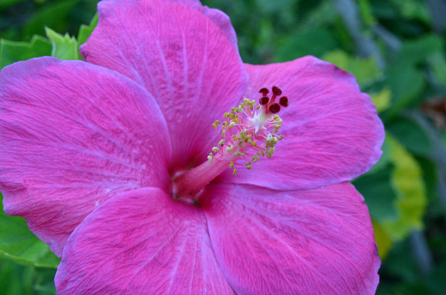 Dark Pink Hibiscus Photograph by Amy Fose
