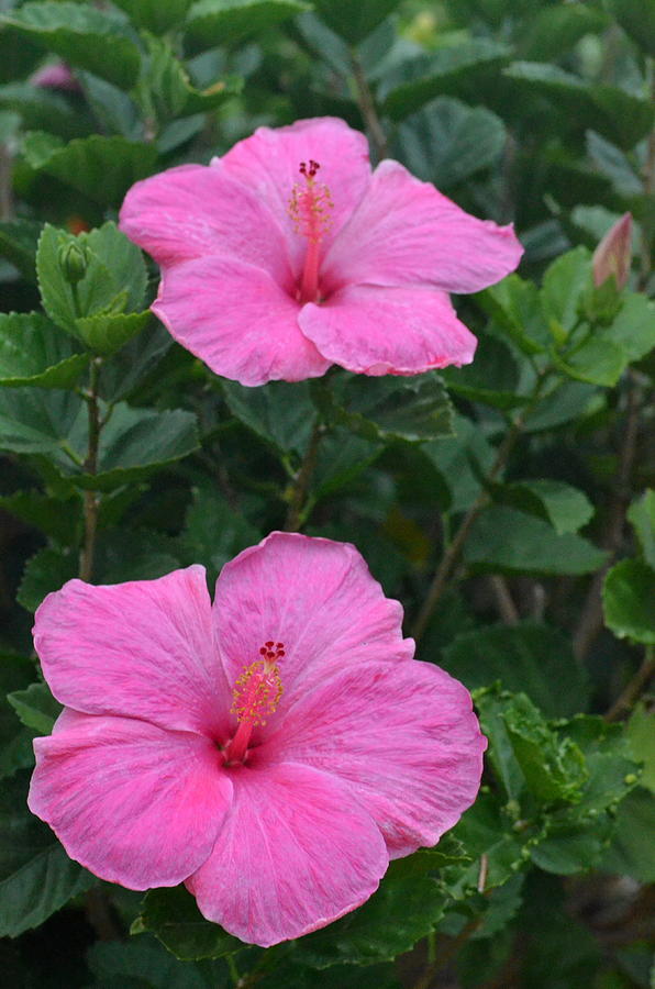 Dark Pink Hibiscus Duo Photograph by Amy Fose