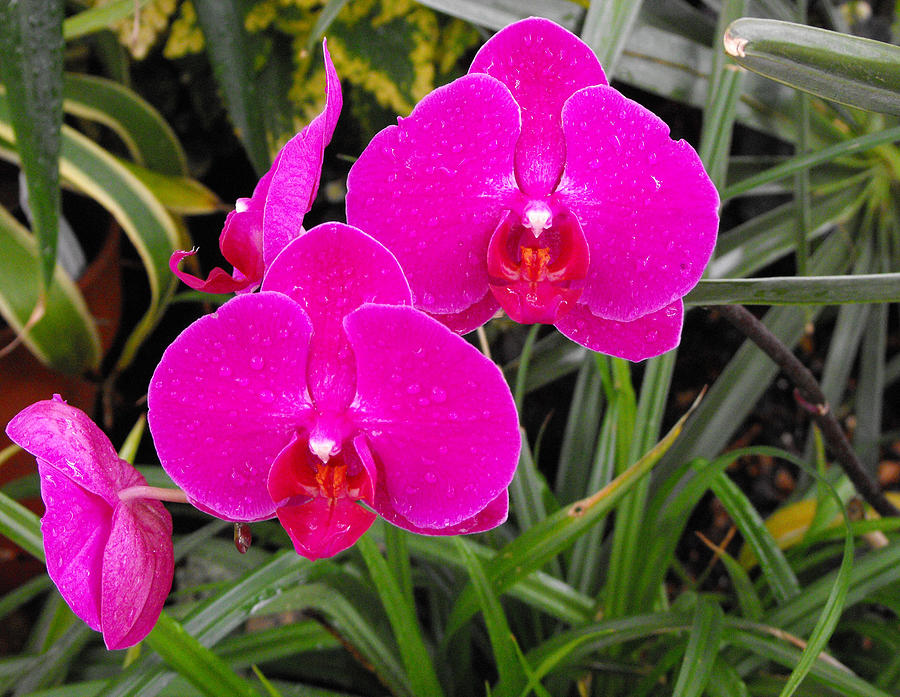 Dark Pink Orchids Photograph by Eva Thomas - Fine Art America