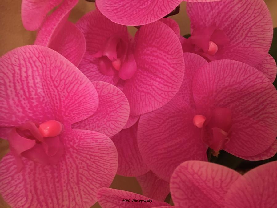 Dark Pink Orchids Photograph by Marian Lonzetta