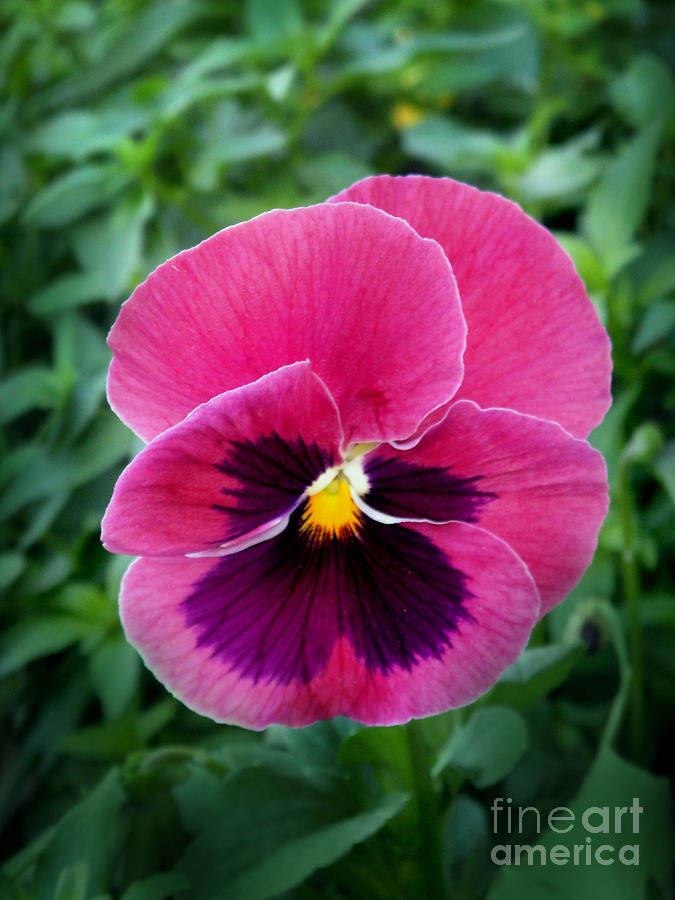 pink pansy flower