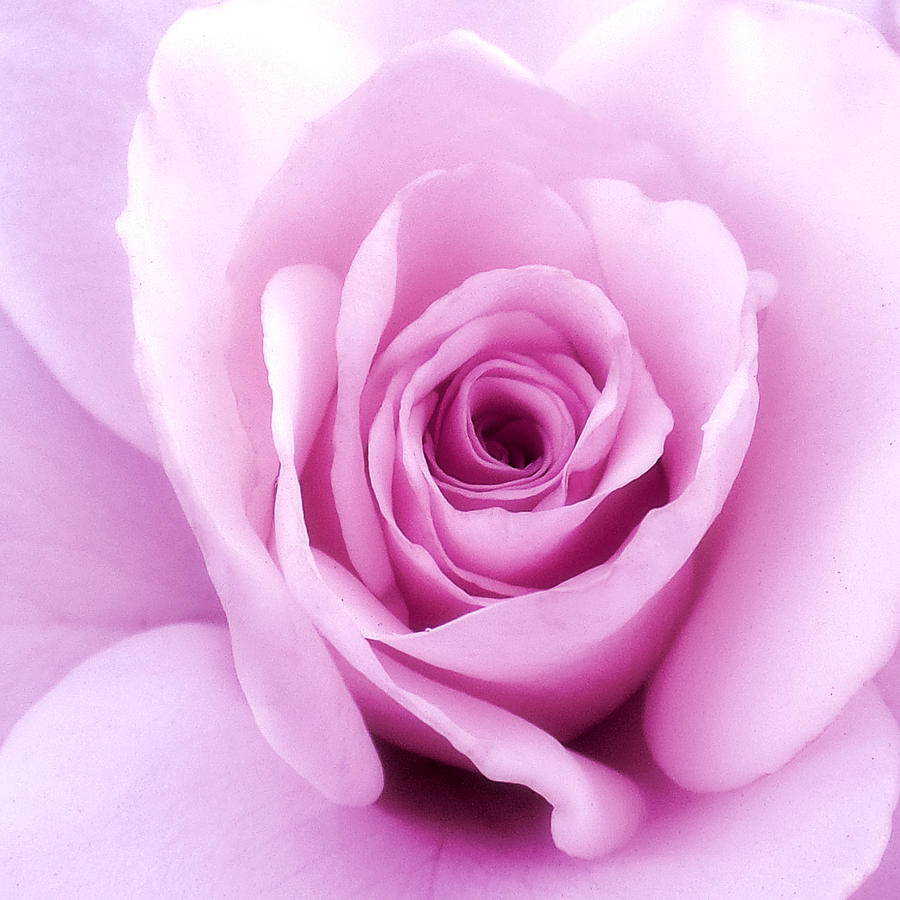 Dark Pink Rose Photograph by Kieoh ABC Photography - Fine Art America