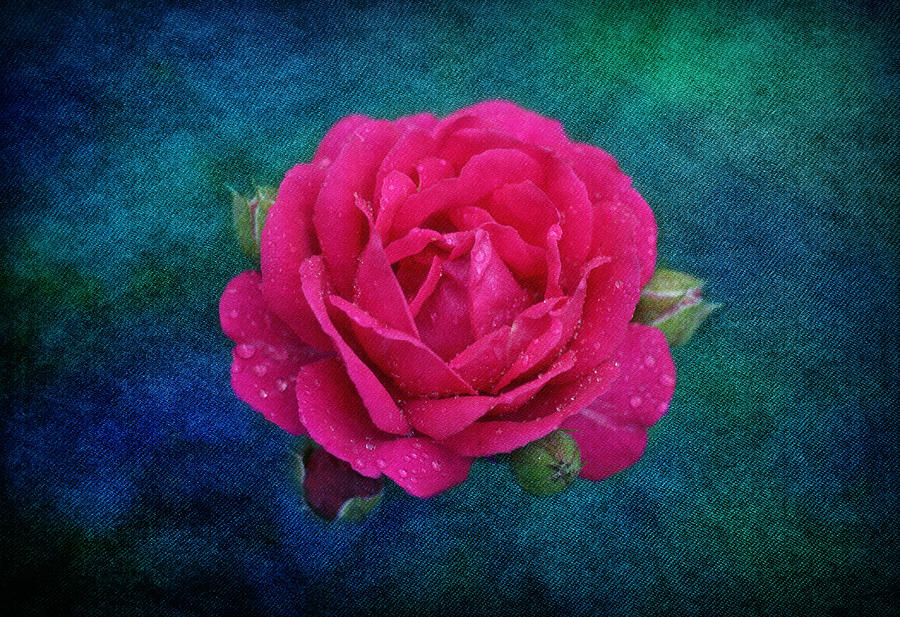 Dark Pink Rose Photograph by Sandy Keeton