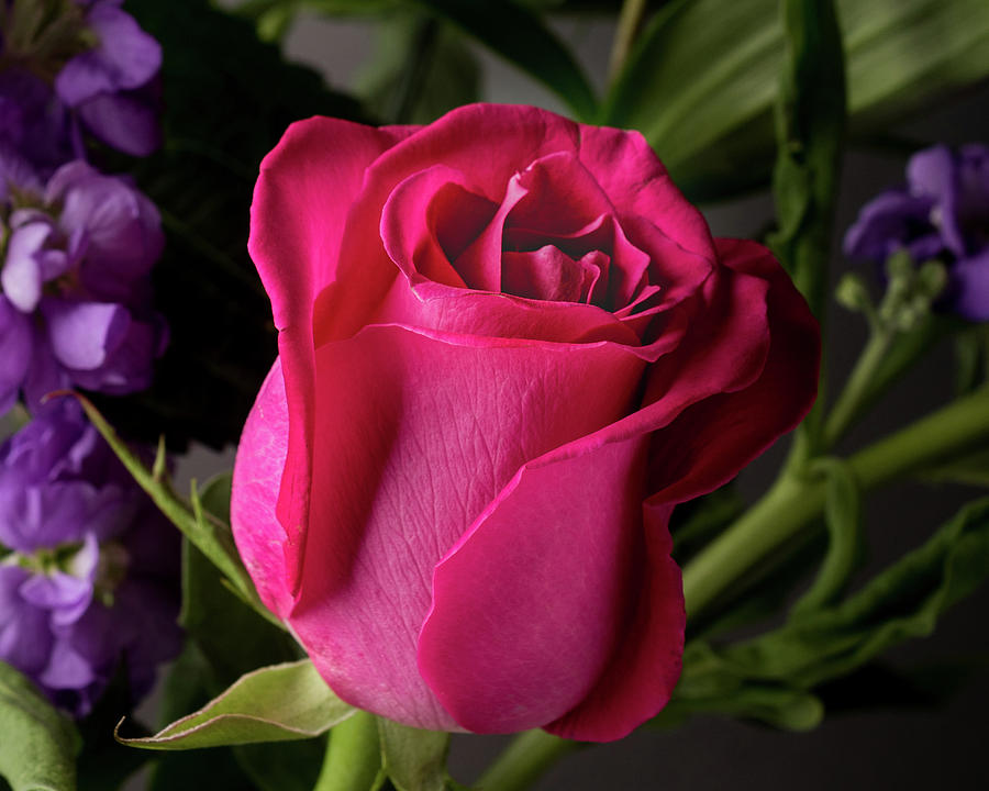Dark Pink Rose Photograph by Victoria Leonardo - Pixels