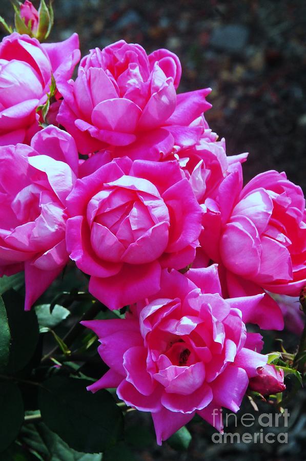 Dark Pink Roses Photograph by Kathleen Struckle - Fine Art America