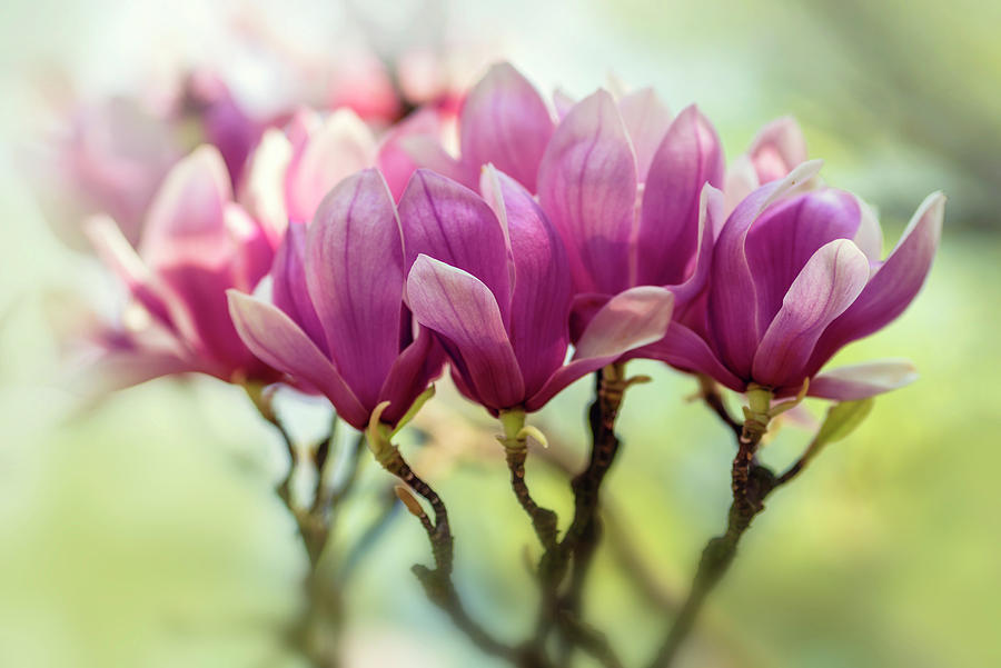 Dark pink soulange magnolia Photograph by Jaroslaw Blaminsky