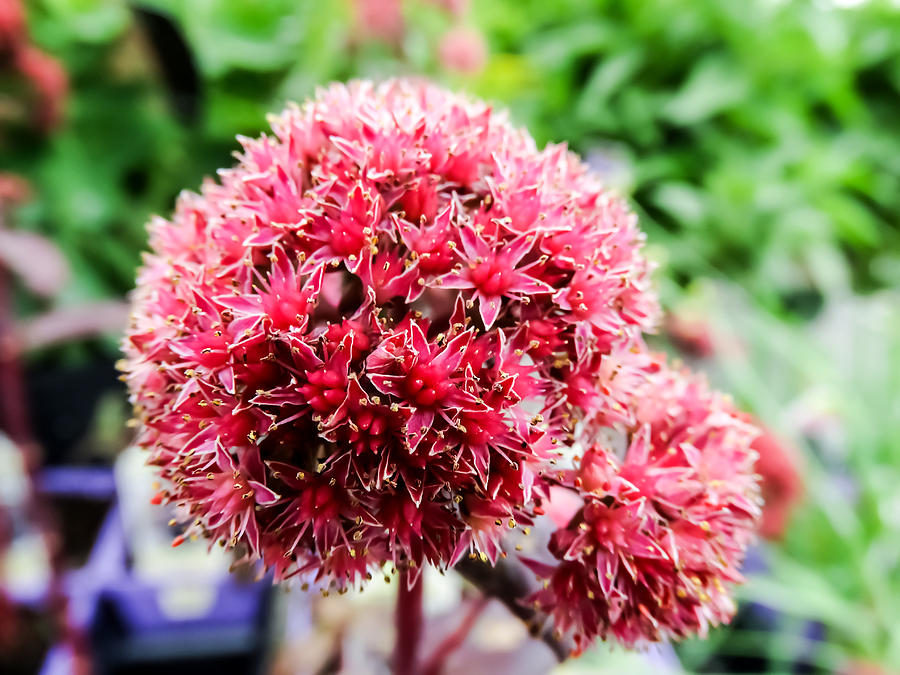 Pink Stonecrop Flowers