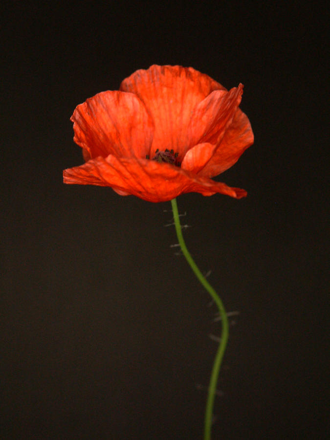 Dark Poppy Photograph by Thomas Pipia
