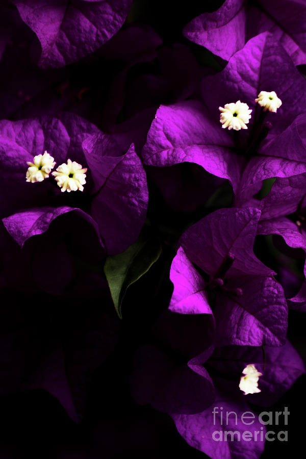 Dark Purple Bougainvillea Flowers Photograph by Jorgo Photography