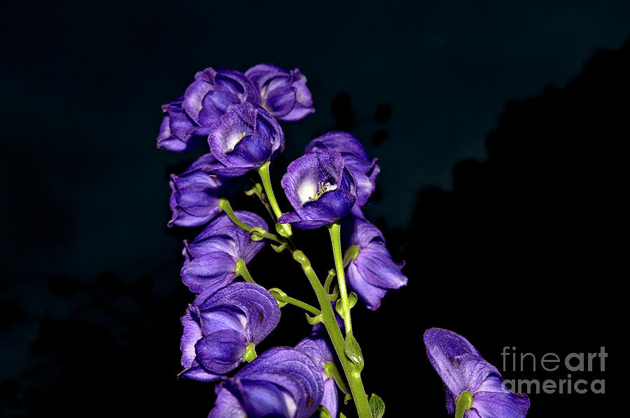 Dark Purple Elegance Photograph by Silva Wischeropp