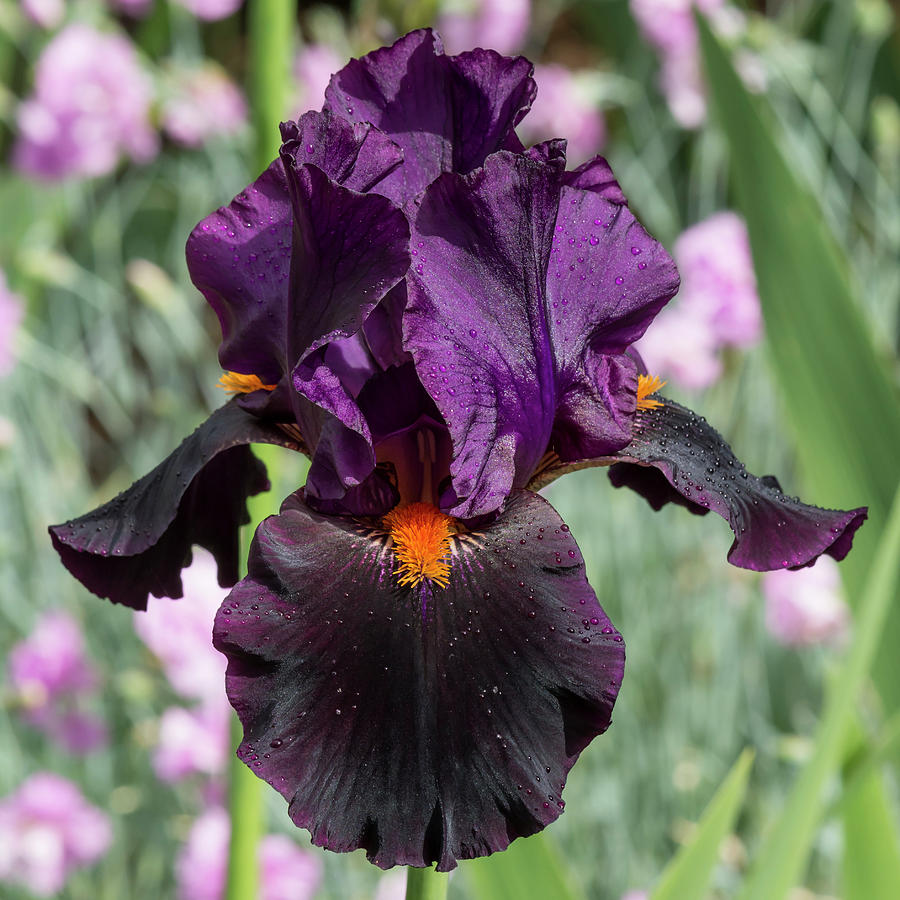 Dark Purple Iris Photograph by Bruce Frye - Fine Art America