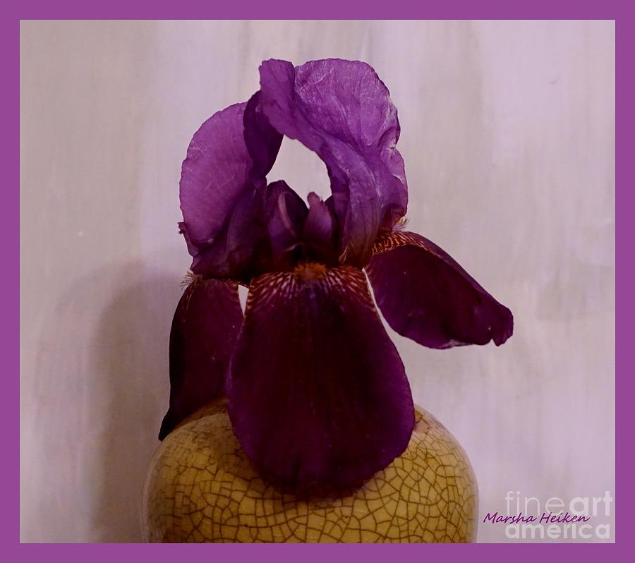Dark Purple Iris Still Life Photograph by Marsha Heiken