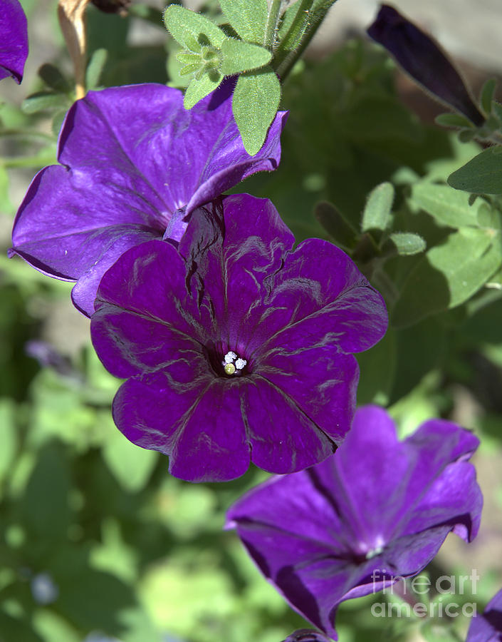 Петуния дарк. Петуния дарк пурпле. Петуния Dark Purple. Петуния ALPETUNIA Dark Purple. Lilac Purple петуния.