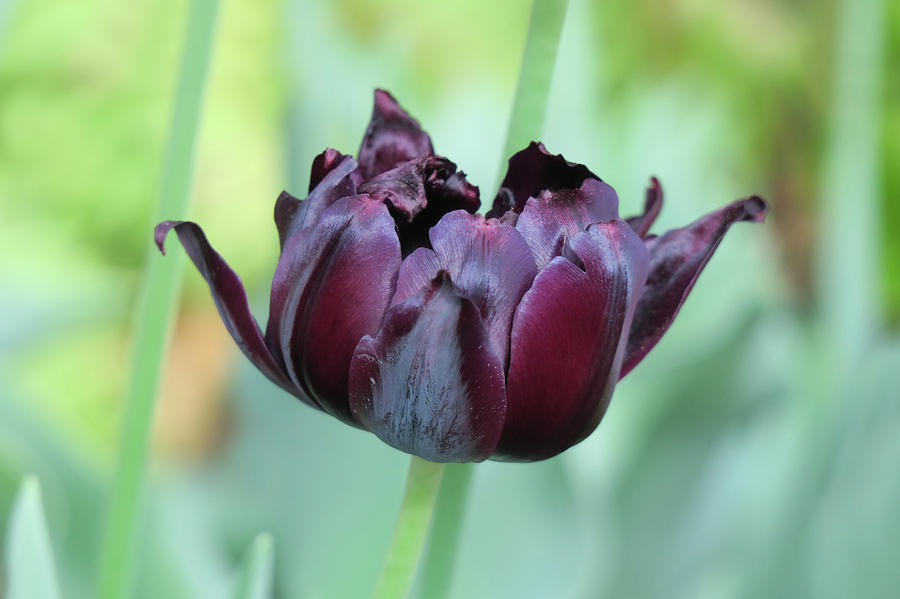 Spring Photograph - Dark Purple Tulip by Earth Garden Art
