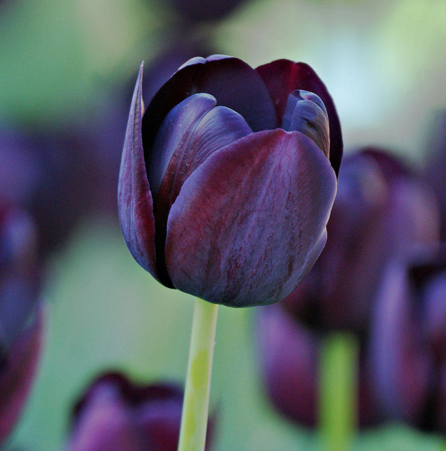 Dark Purple Tulip Photograph by Sandy Keeton
