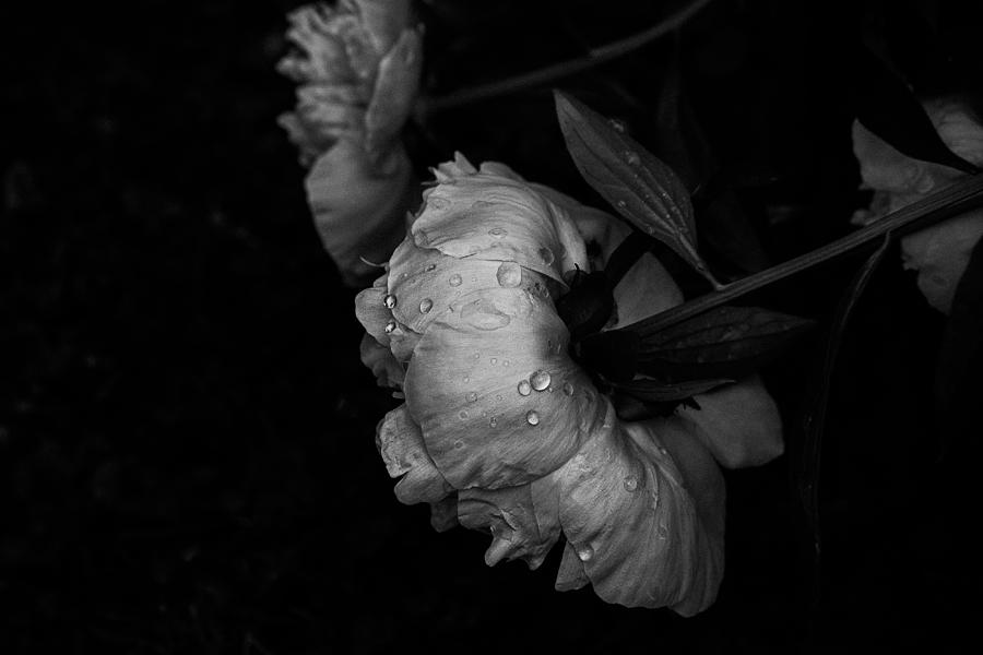 Fall Photograph - Dark Rainy Blossoms by Kimber Lee