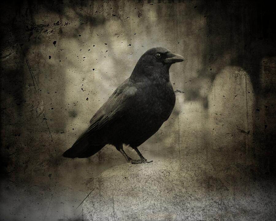 Dark Cemetery Raven Photograph by Gothicrow Images | Fine Art America