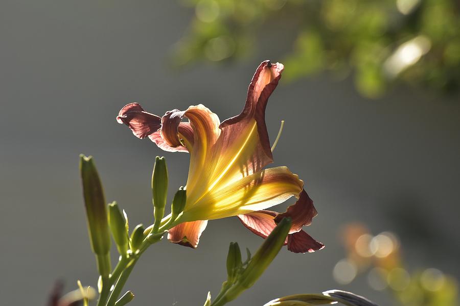 Dark Red Day Lily with Sun Shining Through I Photograph by Linda Brody