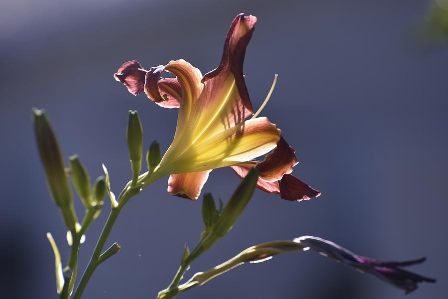Dark Red Day Lily with Sun Shining Through II Photograph by Linda Brody