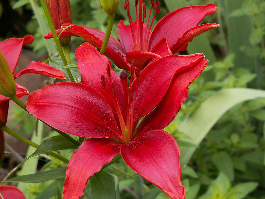 Dark Red Lilies