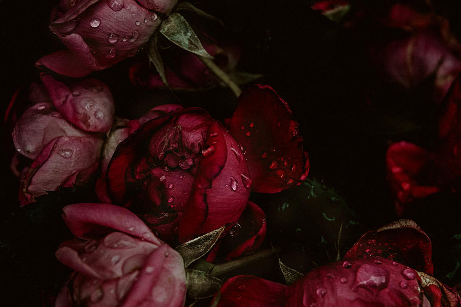 Rose Photograph - Dark Red Roses #1 by Kimber Lee