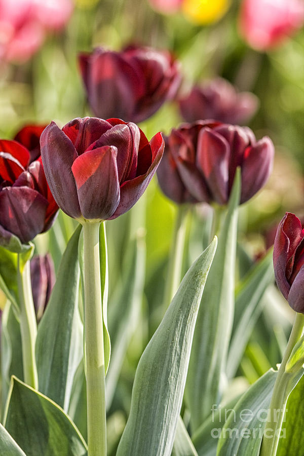 Dark red tulips Photograph by Patricia Hofmeester