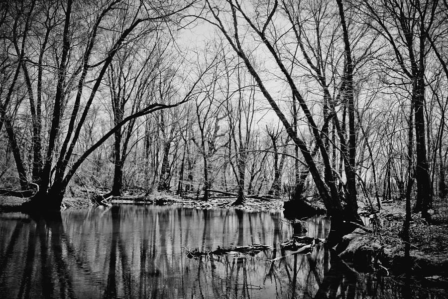 Tree Photograph - Dark Reflections by Colleen Kammerer