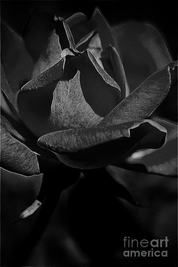 Dark Rose Photograph